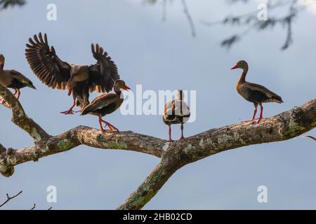 Black-bellied Whistling-ducks, Dendrocygna autumnalis, in a tree beside Rio Chagres, Soberania national park, Republic of Panama, Central America. Stock Photo