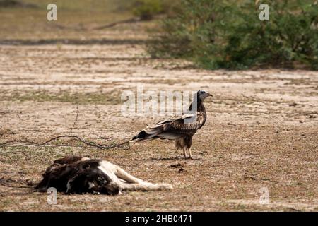 Egyptian vulture or Neophron percnopterus scavenging over dead carcass of feral dog at jorbeer conservation reserve or dumping yard at bikaner india Stock Photo