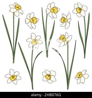 Set of color illustrations with white daffodils. Isolated vector objects on a white background. Stock Vector