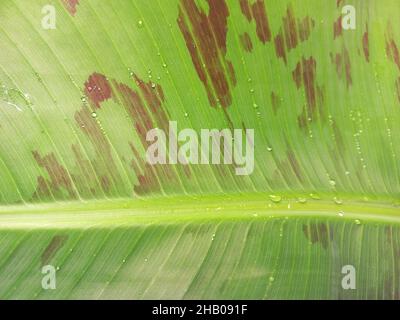 Leaf texture of a banana plant with water drops on it. Stock Photo