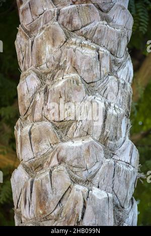 Gray trunk of old palm tree. Vertical arrangement. Close-up. Selective focus. Stock Photo