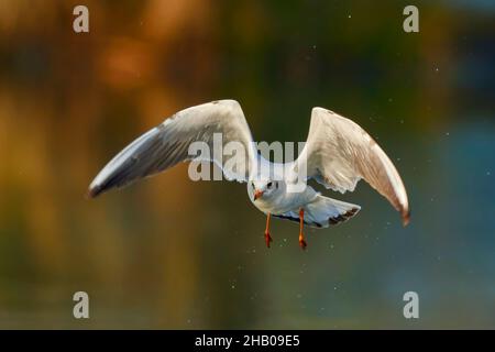 Black headed gull in fast flight with droplets. Flying low above the water surface. Winter morning light. Front view, closeup. Genus Larus ridibundus. Stock Photo
