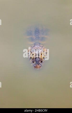 Caiman (alligator mississippiensis) in the Pantanal Stock Photo
