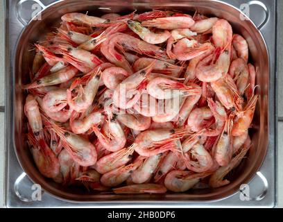 Pink fresh frozen shrimps with ice in supermarket or fish shop. Uncooked seafood close up background. Fresh frozen prawns, delicacies, sea food concep Stock Photo