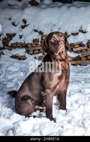 Beautiful young dog. Brown Flat coated retriever dog sitting in the snow. Hunting dog in winter. Stock Photo