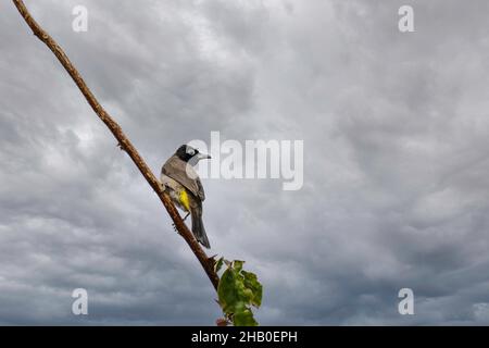 White Spectacled Bulbul bird closeup sitting on a tree branch on a background of a stormy sky Stock Photo