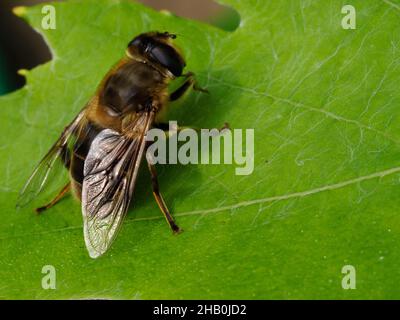 macro picture of a hoverfly resting on a vine leaf Stock Photo