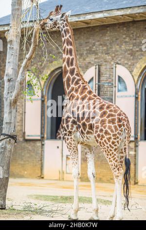 Beautiful giraffes at London Zoo,ZSL London Zoo Stock Photo