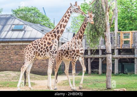 Beautiful giraffes at London Zoo,ZSL London Zoo Stock Photo