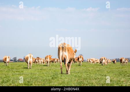 Jersey cows walking away, seen from behind, a herd stroll towards the horizon, with a soft blue sky with some white clouds. Stock Photo