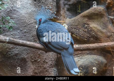 Victoria crowned pigeon resting on a tree. Goura victoria species native to the New Guinea. Stock Photo