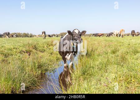 Cow in a ditch cooling, swimming taking a bath and standing in a creek in the pasture reflection in the water Stock Photo