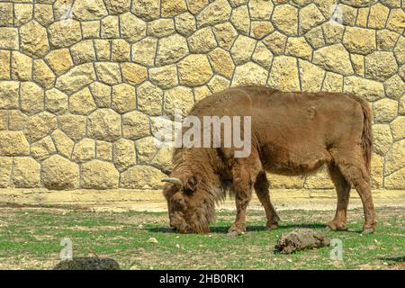 adult European Buffalo of Europe or wisent grazing in the grass. Bison bonasus family. Also know as European wood bison. Stock Photo