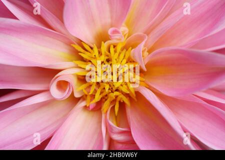 close-up of a dahlia flower with focus on the stamens and with a view from above Stock Photo