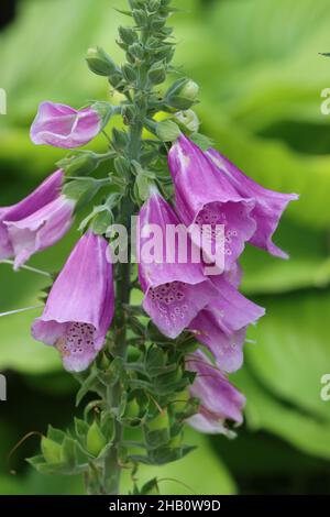 close-up of purple foxglove blossoms against a blurred green background Stock Photo