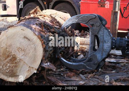 Loading equipment for logging. Log loader for timber, logs. Log loader moves stack of pine logs. Lumber industry. Woodworking factory. Firewood cut tr Stock Photo