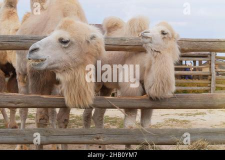 Two bactrian white camels eating hay at the zoo, close up. Keeping wild animals in zoological parks. Stock Photo