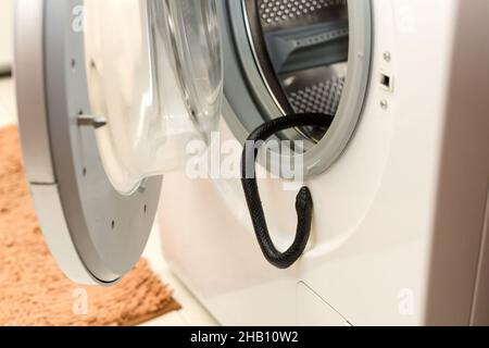 A poisonous black snake in the bathroom in the washbasin Stock Photo - Alamy