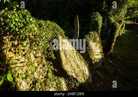 A Coruna province, Galicia, Spain : Fence made out of stone slabs covered by wild ivy. Stock Photo