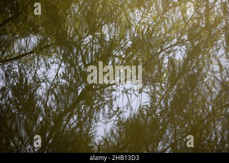 background water surface with reflecting grass Stock Photo