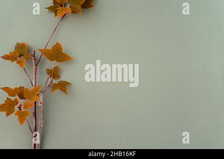 Natural maple leaf twig arranging flat lay on clean minimal pastel gray with space for your text, message, images, or design. Stock Photo