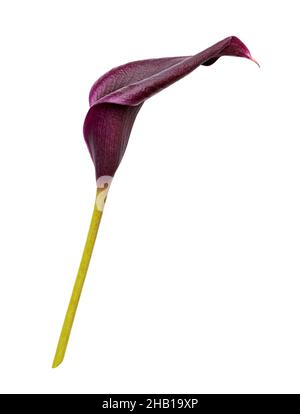 Violet calla flower isolated on white background. Clipping path Stock Photo