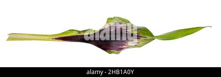 Violet calla flower isolated on white background. Clipping path Stock Photo