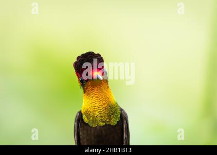 A closeup head shot of an exotic Ruby Topaz hummingbird, Chrysolampis Mosquitus, looking at the camera with a yellow background. Stock Photo