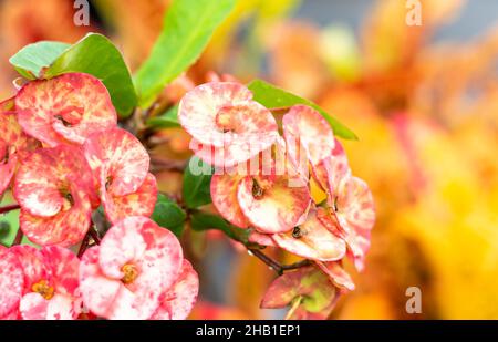 Closeup of a blossom of colorful pink Crown of Thorns flowers, Euphorbia milii, with an orange background. Stock Photo