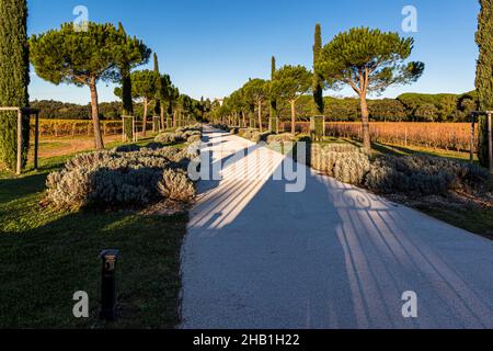Château Léoube Estate near Bormes-les-Mimosas, France. The access road of Chateau Leoube. The estate stretches four kilometers along the coast of the department of Var Stock Photo