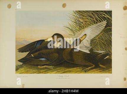 Dusky Duck, John James Audubon, American, born Haiti, 1785-1851, Chromolithograph, 1861, Anas obscura, avian, birds, duck, fauna, flora, grass, illustration, natural history, Nature, nature study, ornithology, wings Stock Photo