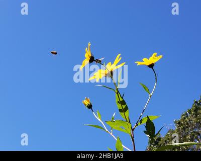 Yellow flowers of the Jerusalem Artichoke, or Sunchoke, tuberous plant, a member of the Sunflower family, against a blue sky background -04 Stock Photo