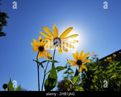 Yellow flowers of the Jerusalem Artichoke, or Sunchoke, tuberous plant, a member of the Sunflower family, against a blue sky background -05 Stock Photo