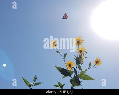 Yellow flowers of the Jerusalem Artichoke, or Sunchoke, tuberous plant, a member of the Sunflower family, against a blue sky background -06 Stock Photo