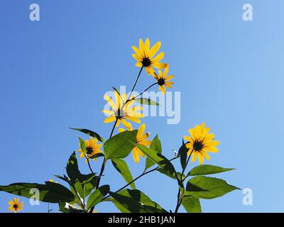 Yellow flowers of the Jerusalem Artichoke, or Sunchoke, tuberous plant, a member of the Sunflower family, against a blue sky background -07 Stock Photo