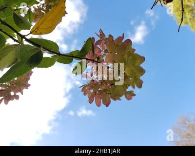 Looking up, through a bigleaf hydrangea flower, also known as hortensia, at a beautiful blue sky with some white clouds -04 Stock Photo