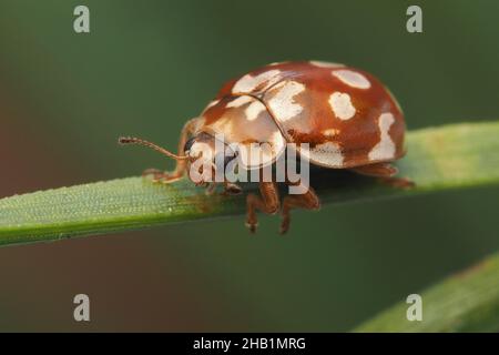 18-spot Ladybird (Myrrha octodecimguttata) crawling on Scots Pine needle. Tipperary, Ireland Stock Photo