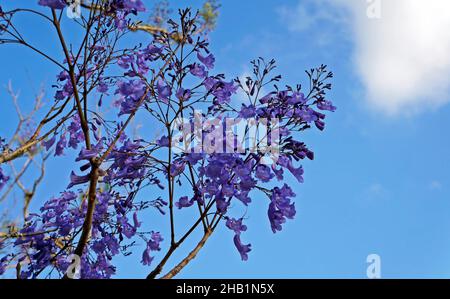 Blue jacaranda flowers (Jacaranda mimosifolia) Stock Photo