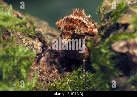 True Lover's Knot moth (Lycophotia porphyrea) at rest on tree. Tipperary, Ireland Stock Photo