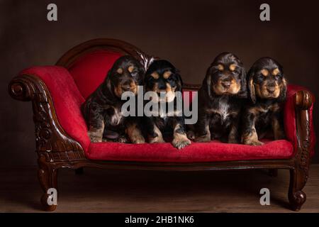 Four  brown and gold english cocker spaniel puppies siblings sitting in a still life setting on a red sofa Stock Photo