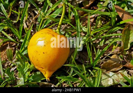 Brazilian exotic fruit, Yellow abiu, on soil (Pouteria caimito) Stock Photo