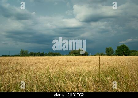 Dark clouds over the grain field, Nowiny, Poland Stock Photo