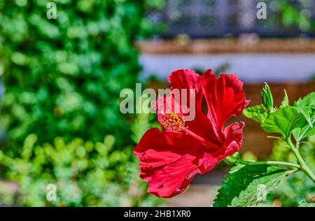 Hibiscus rosa-sinensis, better known as hibiscus, Chinese rose, kissing flower, cardinal, poppy, Japanese carnation, among many other names. Stock Photo