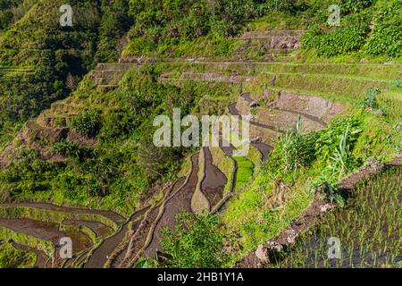 Ifugao rice terraces on Luzon island, Philippines Stock Photo