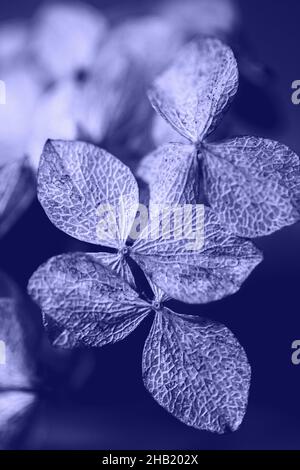 Dry textured hydrangea petals on very peri background closeup. Dried flowers hydrangea. Trendy color of the year 2022. Stock Photo
