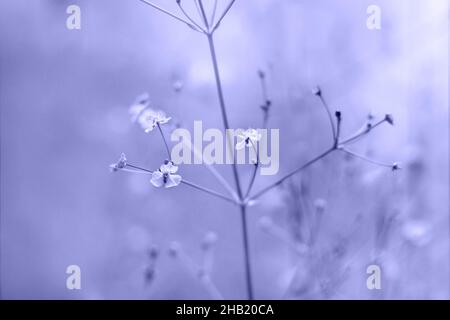 Small flowers violet background. Color of the year 2022 Very Peri. Floral pattern. Stock Photo