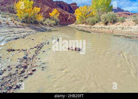 The Paria River running through the Lonely Dell Ranch near the Vermilion Cliffs National Monument in the Glen Canyon Recreation Area Arizona. This riv Stock Photo