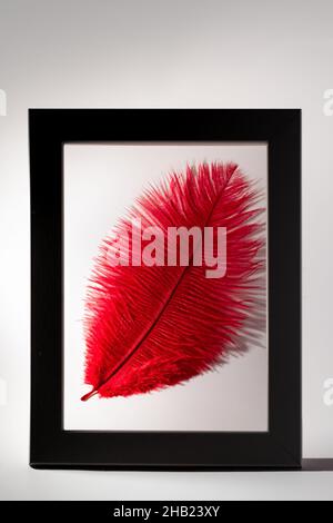 Framed bright red feather on white. Fine art texture background. Stock Photo