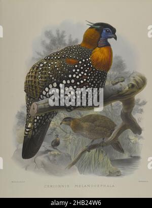 Ceriornis Melanocephala, John Gould, British, 1804-1881, Lithograph on wove paper, Sheet: 23 3/8 x 18 7/16 in., 59.4 x 46.8 cm, Bird, Birds, branch, Ceriornis Melanocephala, colorful, Habitat, Nature, Ornithological, Ornithology, Species, Wildlife Stock Photo