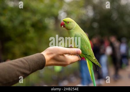 Green parrot sitting on a hand and eating nuts in a park in London.